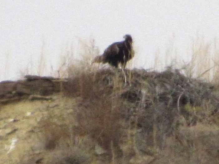 Golden Eagle - ML645668091