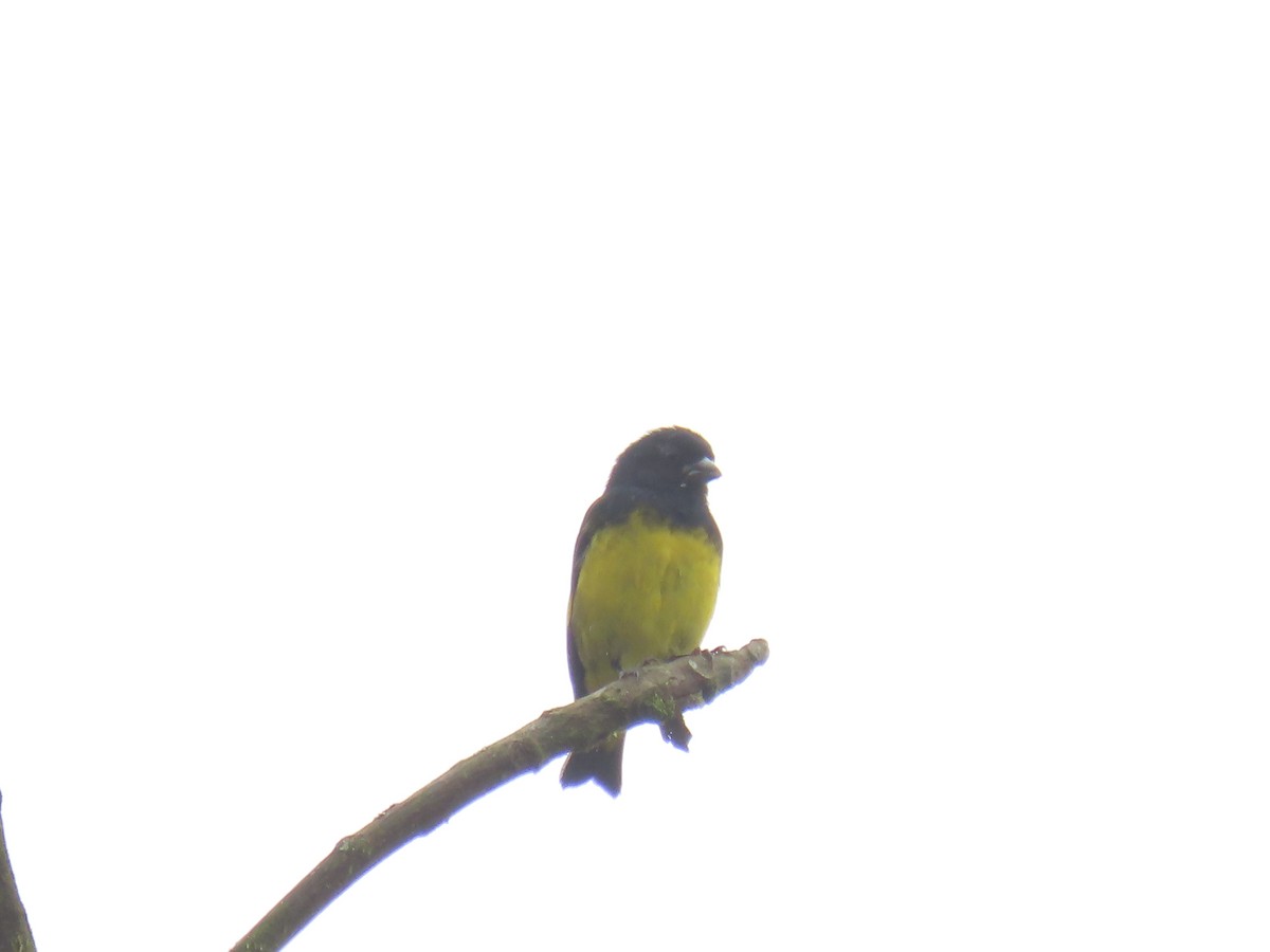 Yellow-bellied Siskin - ML645668092