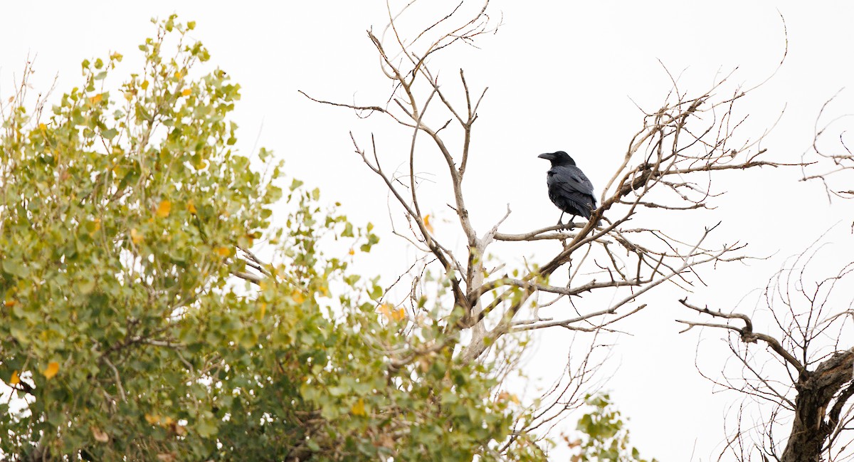 Common Raven - ML645668093