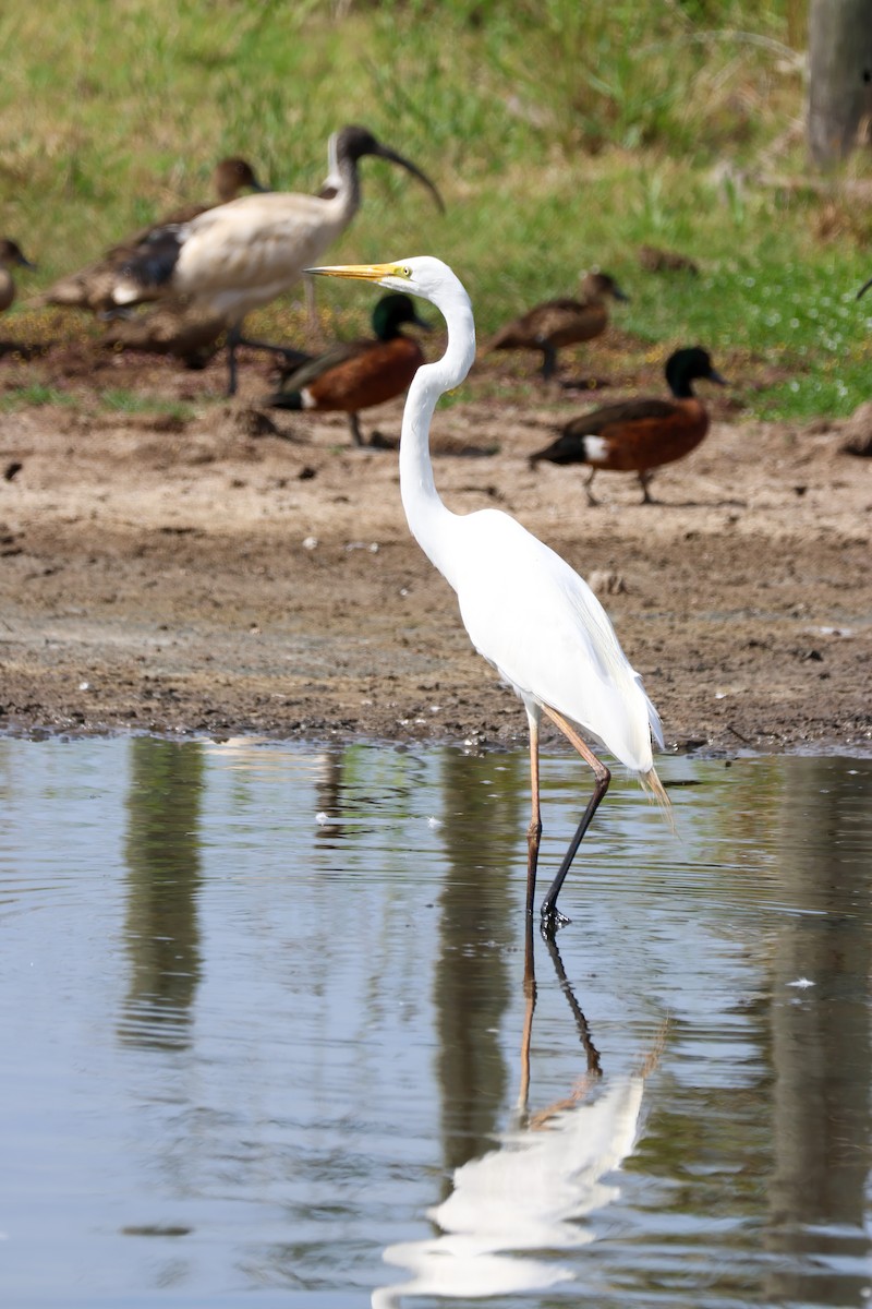Great Egret - ML645668096