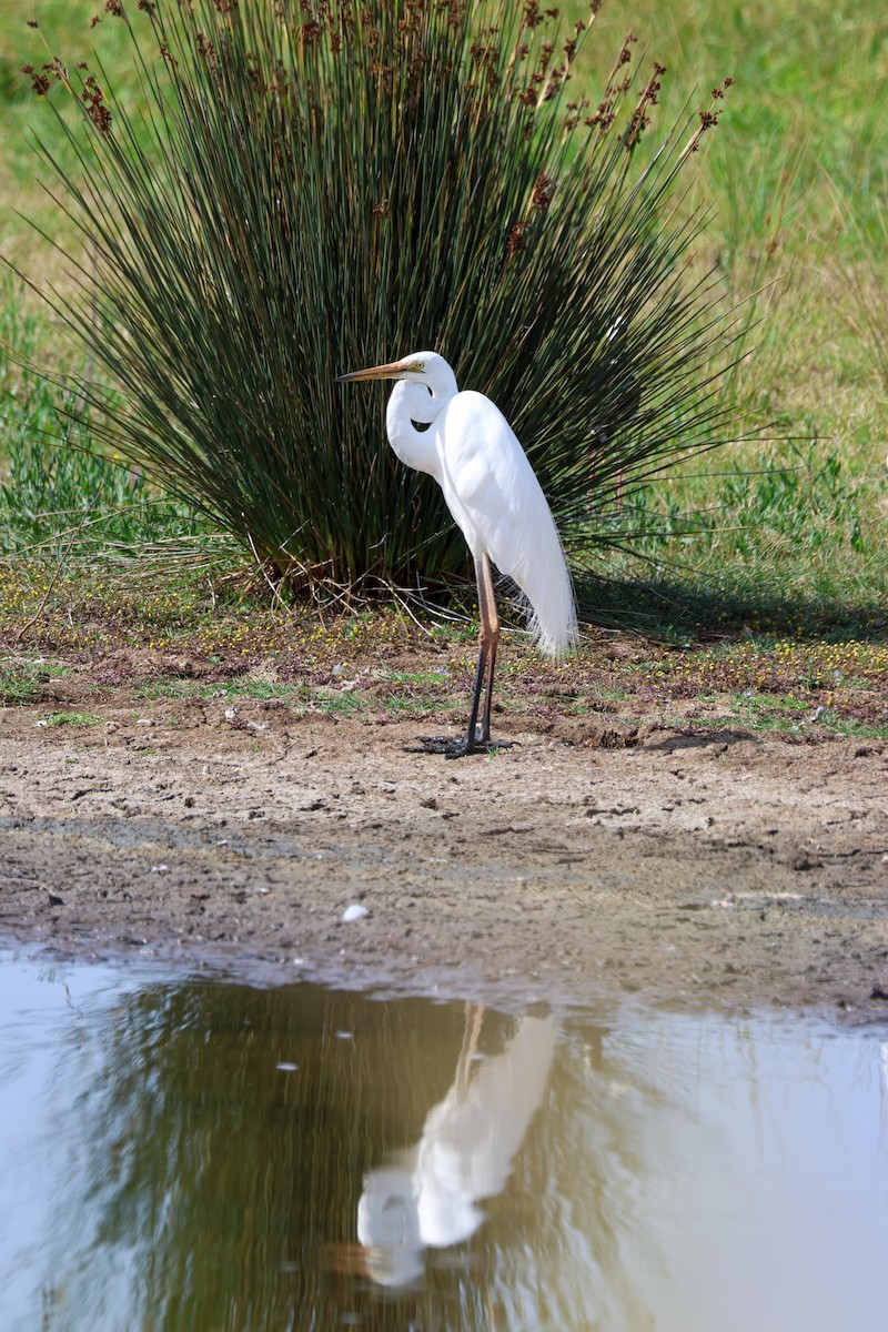 Great Egret - ML645668097