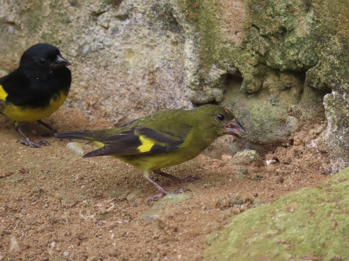 Yellow-bellied Siskin - ML645668099