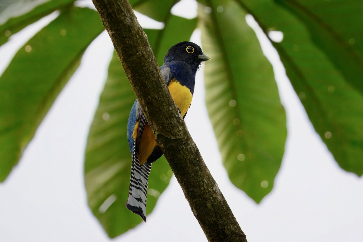 Gartered Violaceous Trogon - ML645668100