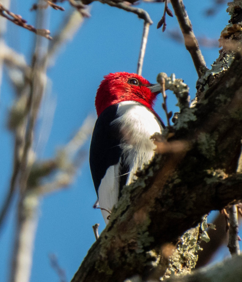 Red-headed Woodpecker - ML645668103