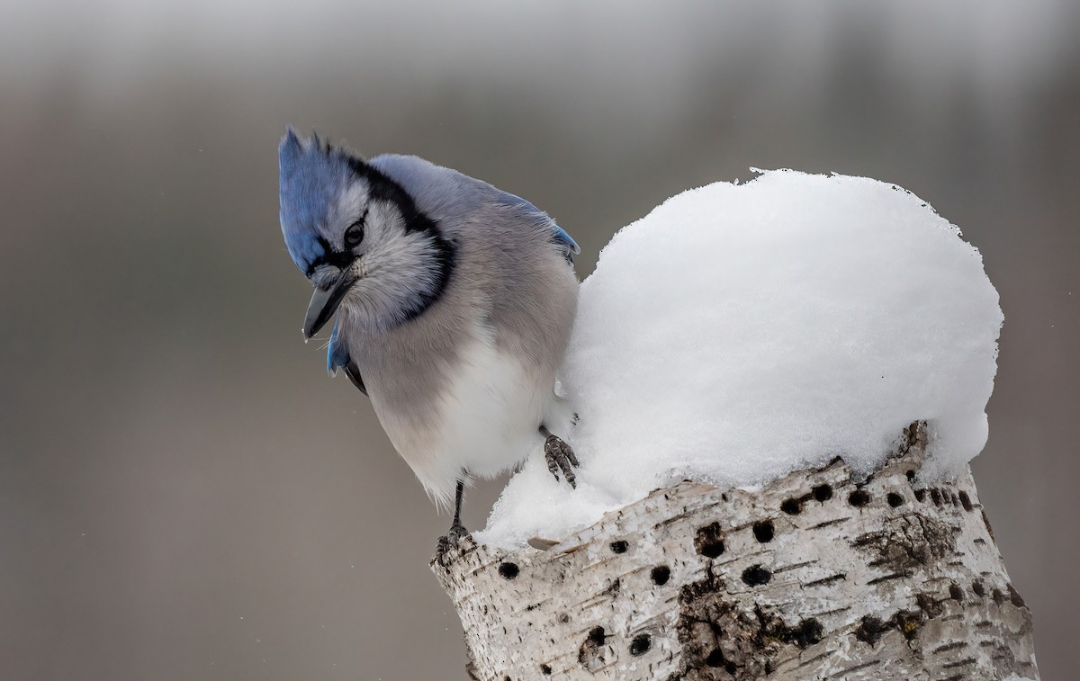 Blue Jay - ML645668104
