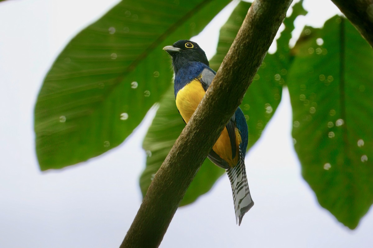 Gartered Violaceous Trogon - ML645668105