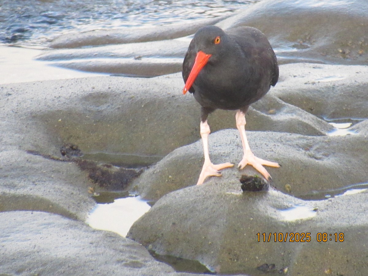 Black Oystercatcher - ML645668107