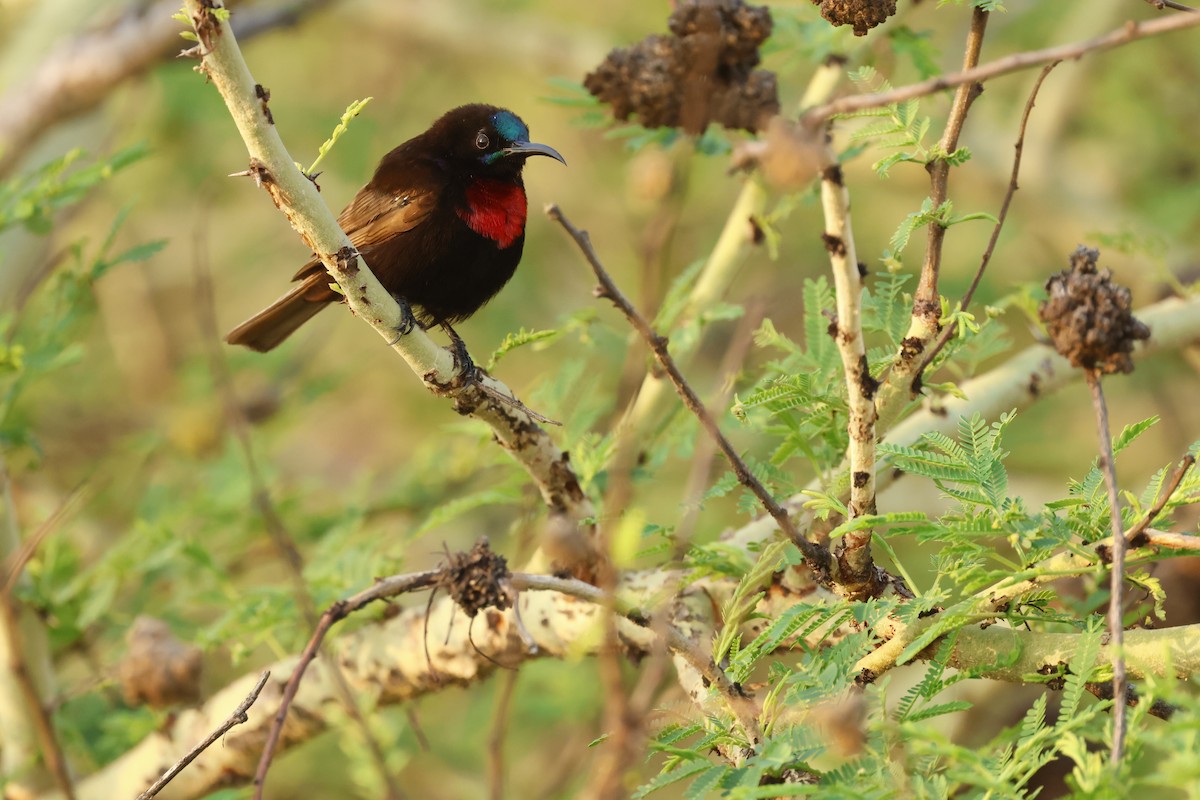 Scarlet-chested Sunbird - ML645668109