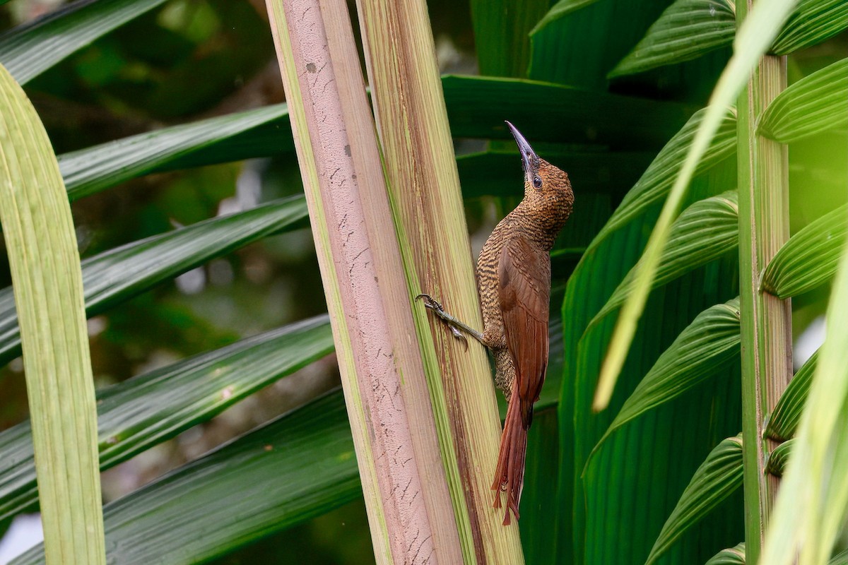 Northern Barred-Woodcreeper - ML645668110