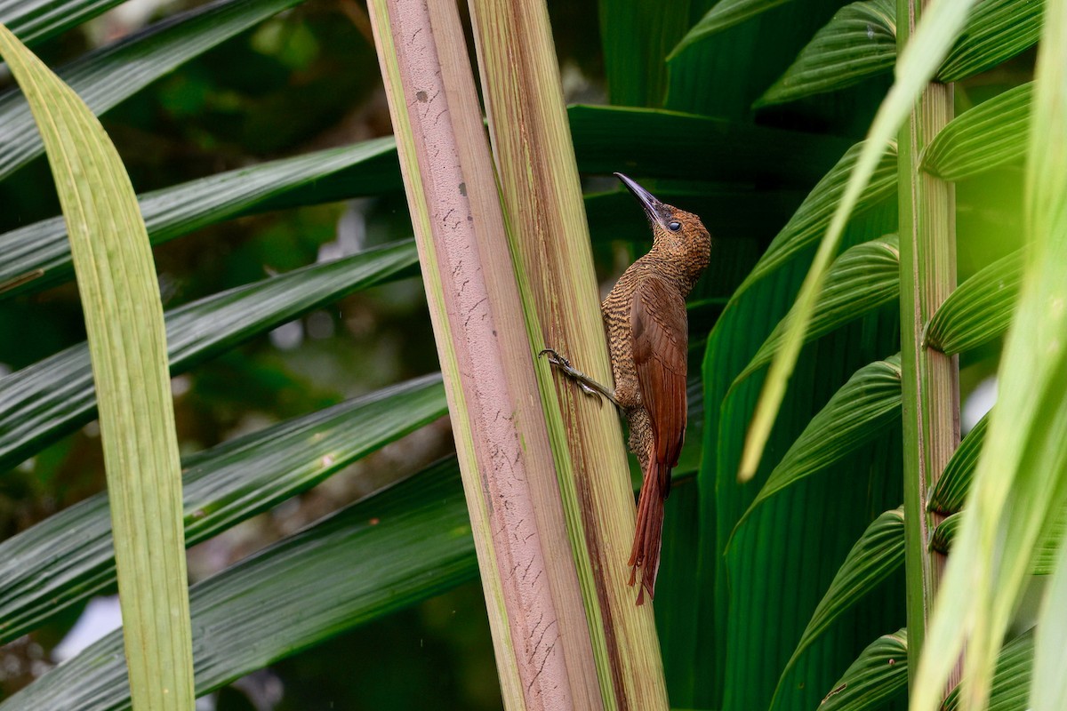 Northern Barred-Woodcreeper - ML645668111