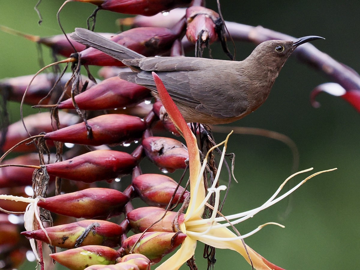 Dusky Myzomela - ML645668112