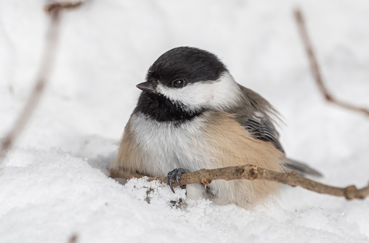 Black-capped Chickadee - ML645668114