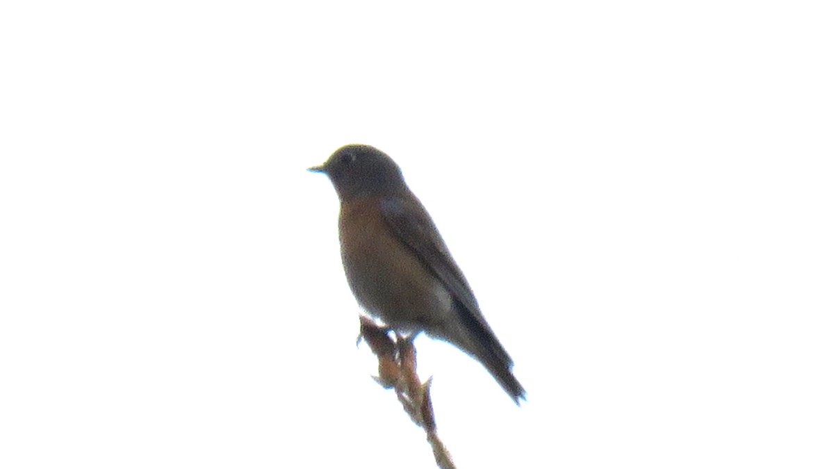 Western Bluebird - ML645668116