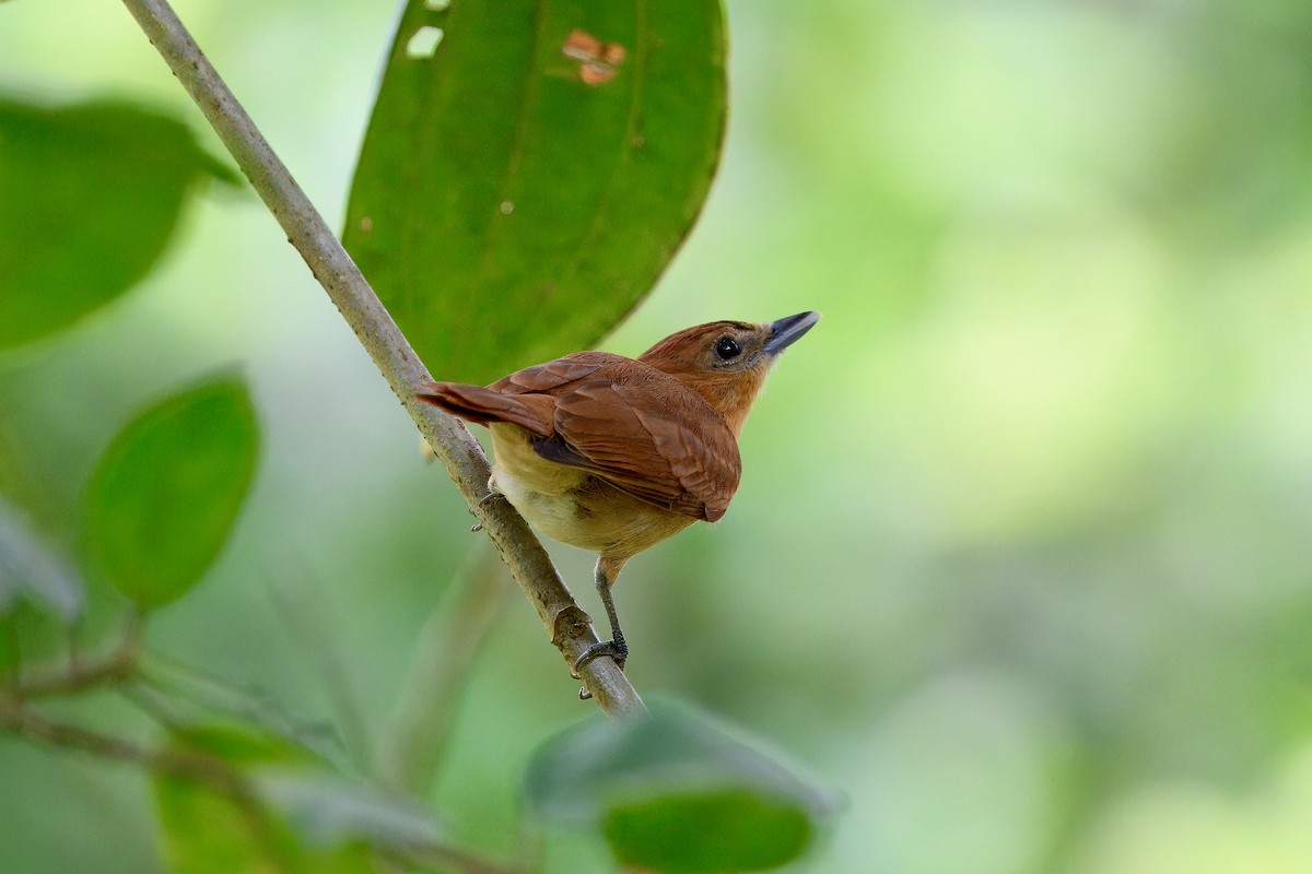 Cinnamon Becard - ML645668117