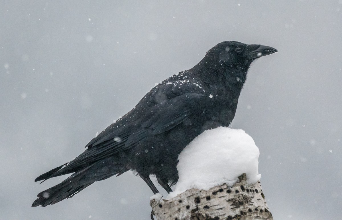 American Crow - ML645668119