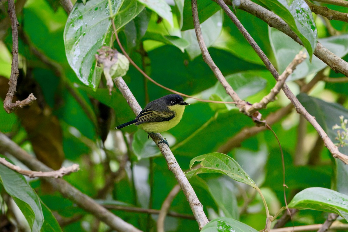 Common Tody-Flycatcher - ML645668120