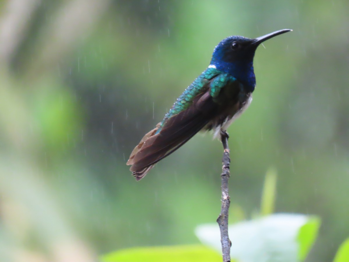 White-necked Jacobin - ML645668121