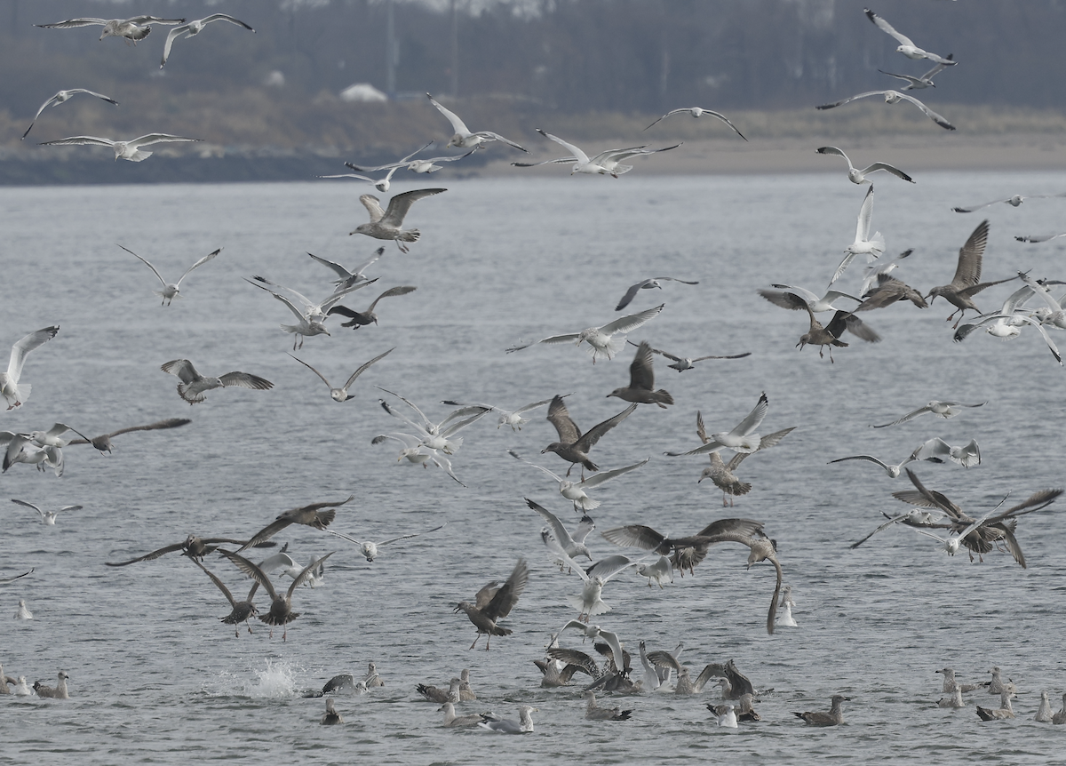 American Herring Gull - ML645668124