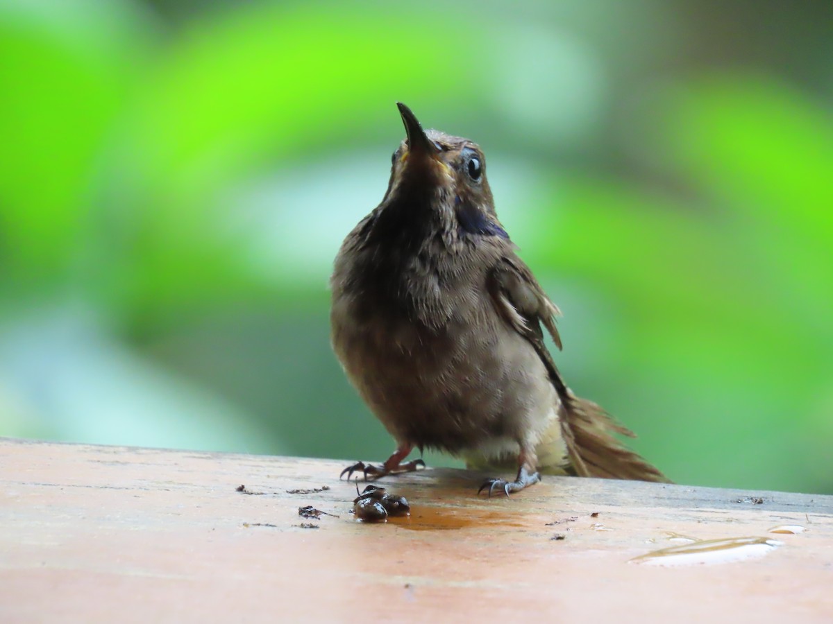 Brown Violetear - ML645668126
