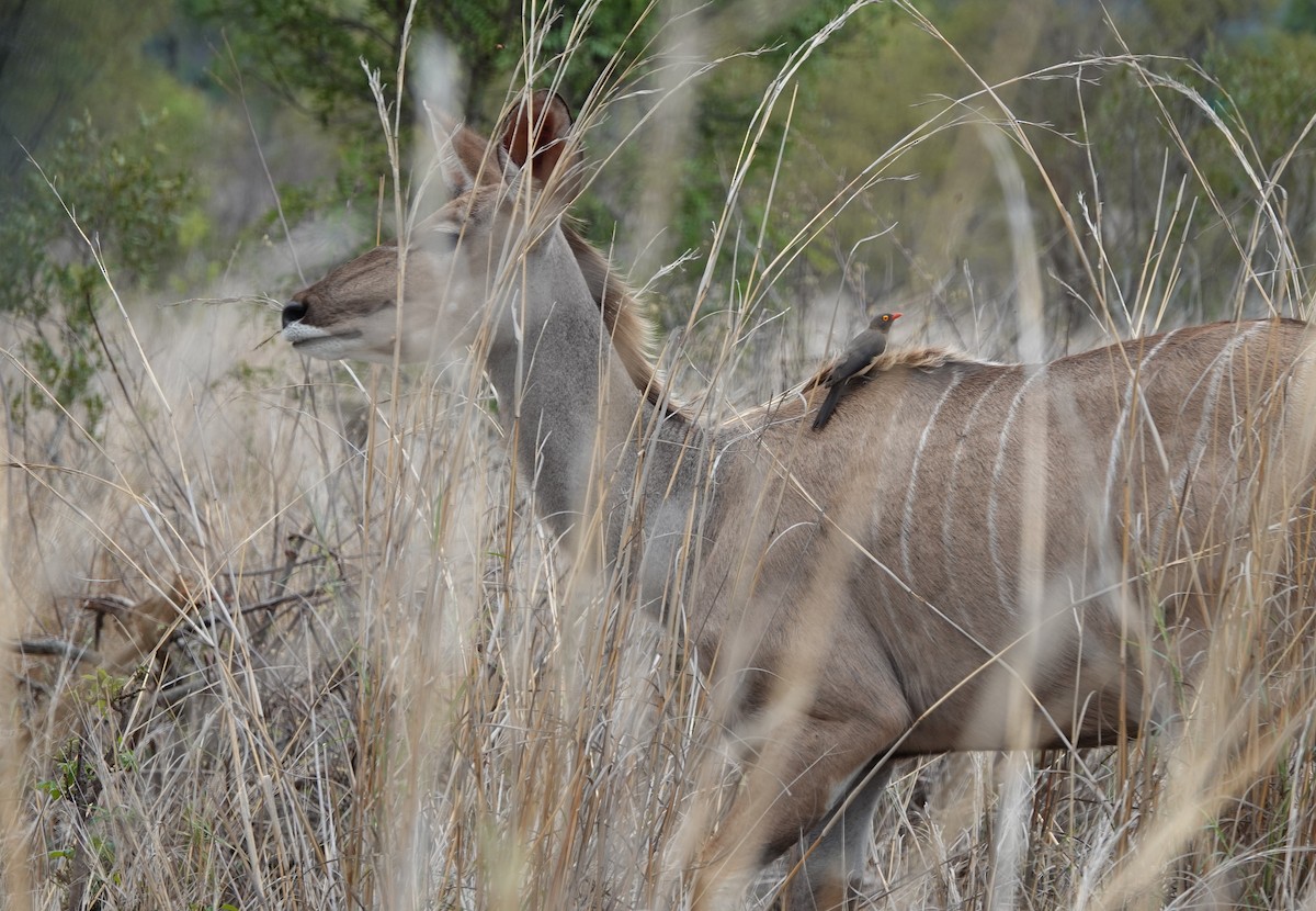 Red-billed Oxpecker - ML645668127