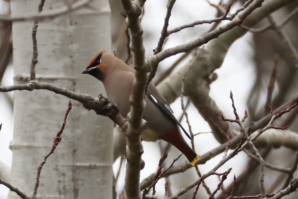 Buztanori boreala - ML645668129