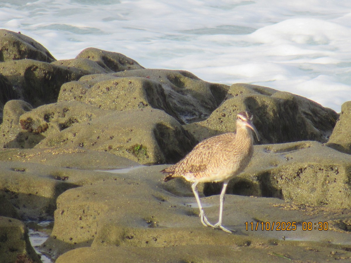 Hudsonian Whimbrel - ML645668130