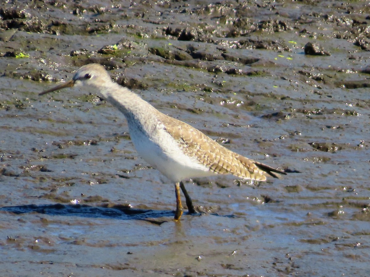 Greater Yellowlegs - ML645668154