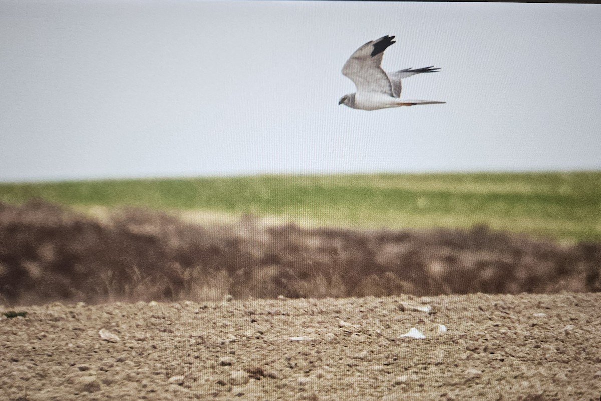 Aguilucho Papialbo - ML645668155