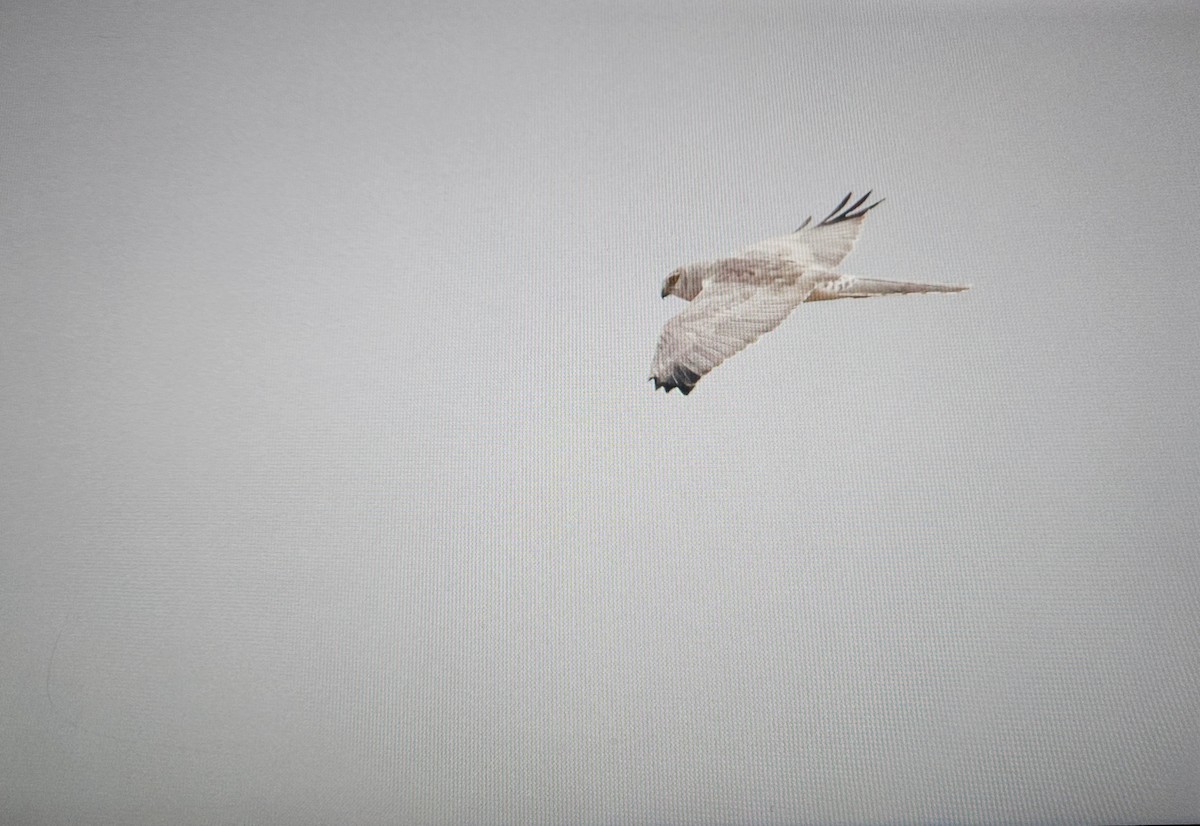 Aguilucho Papialbo - ML645668157