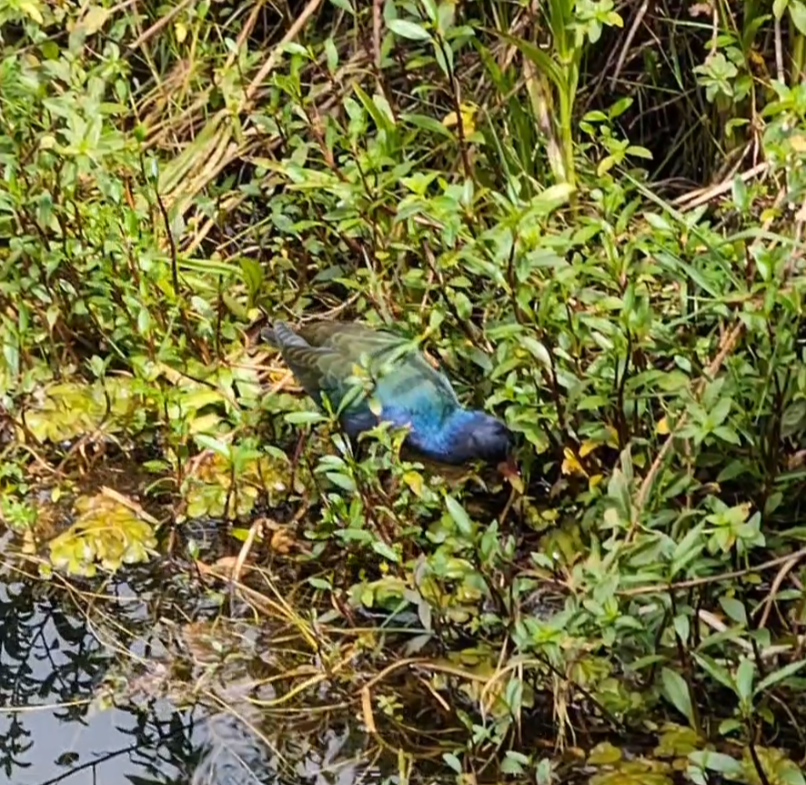 Purple Gallinule - ML645668158