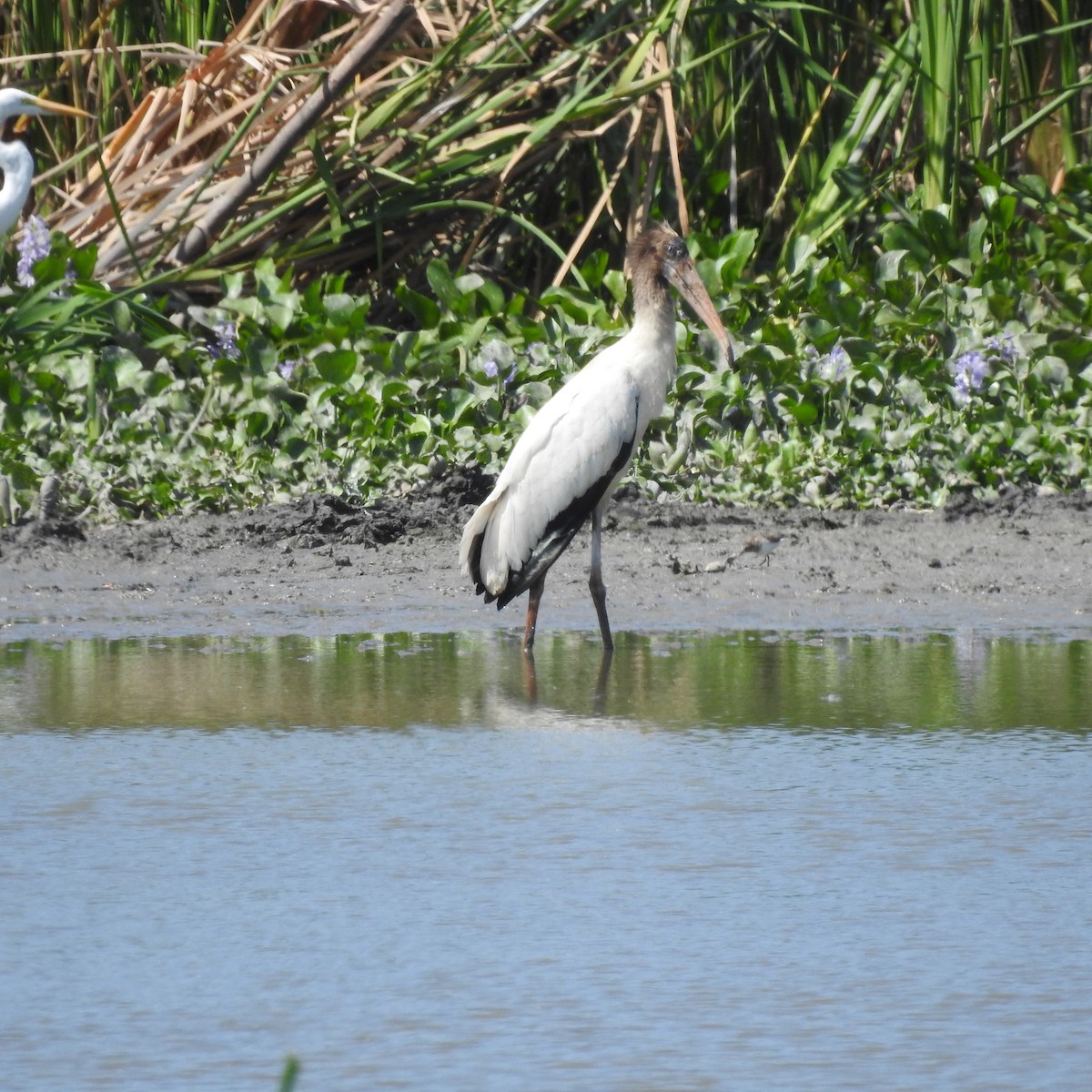 Wood Stork - ML645668166