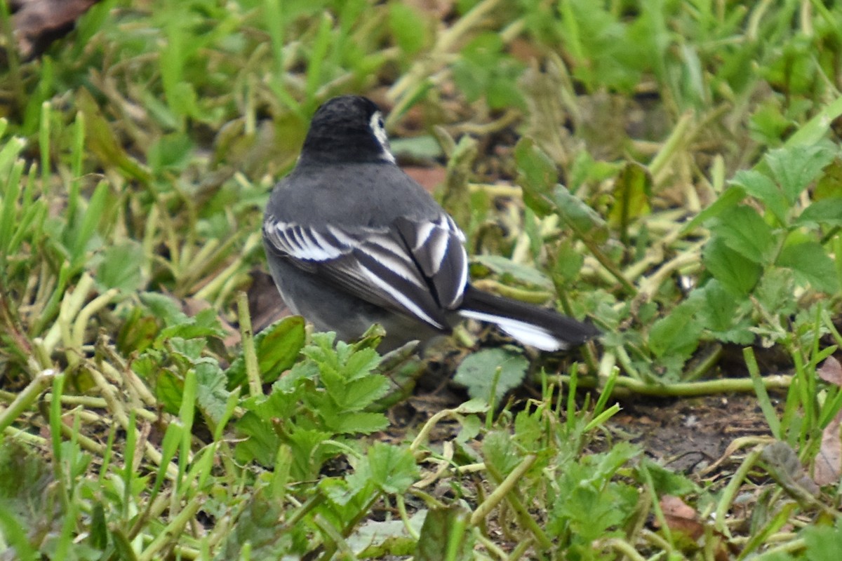 White Wagtail (British) - ML645668185