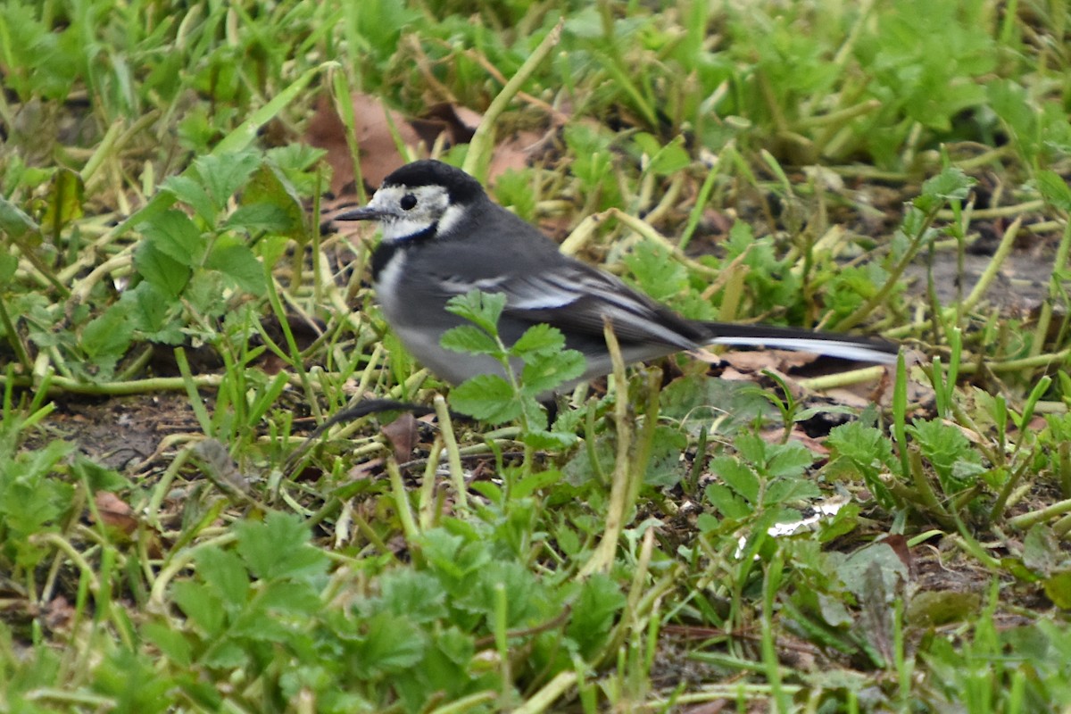 White Wagtail (British) - ML645668186