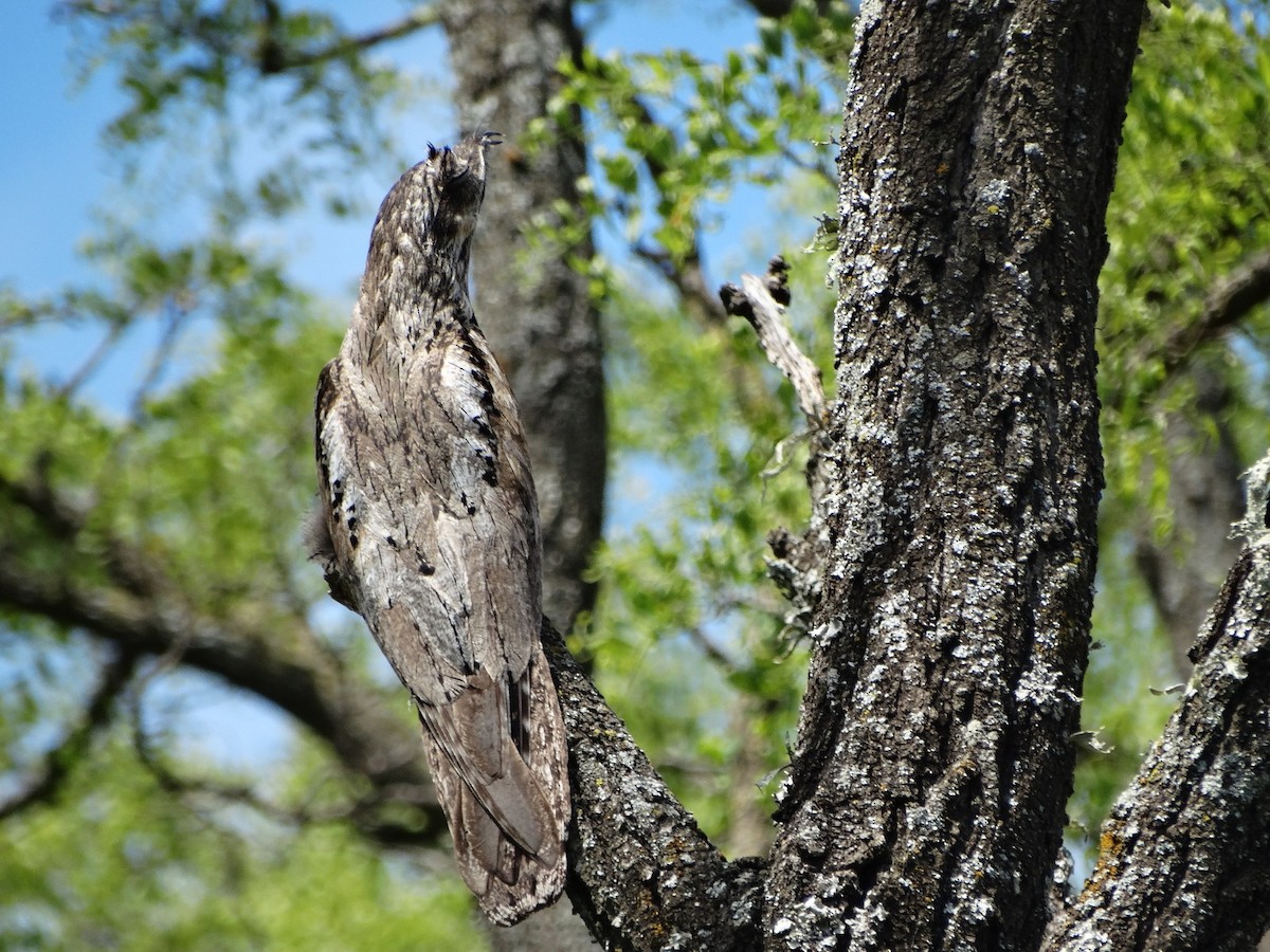 Common Potoo - ML645668188