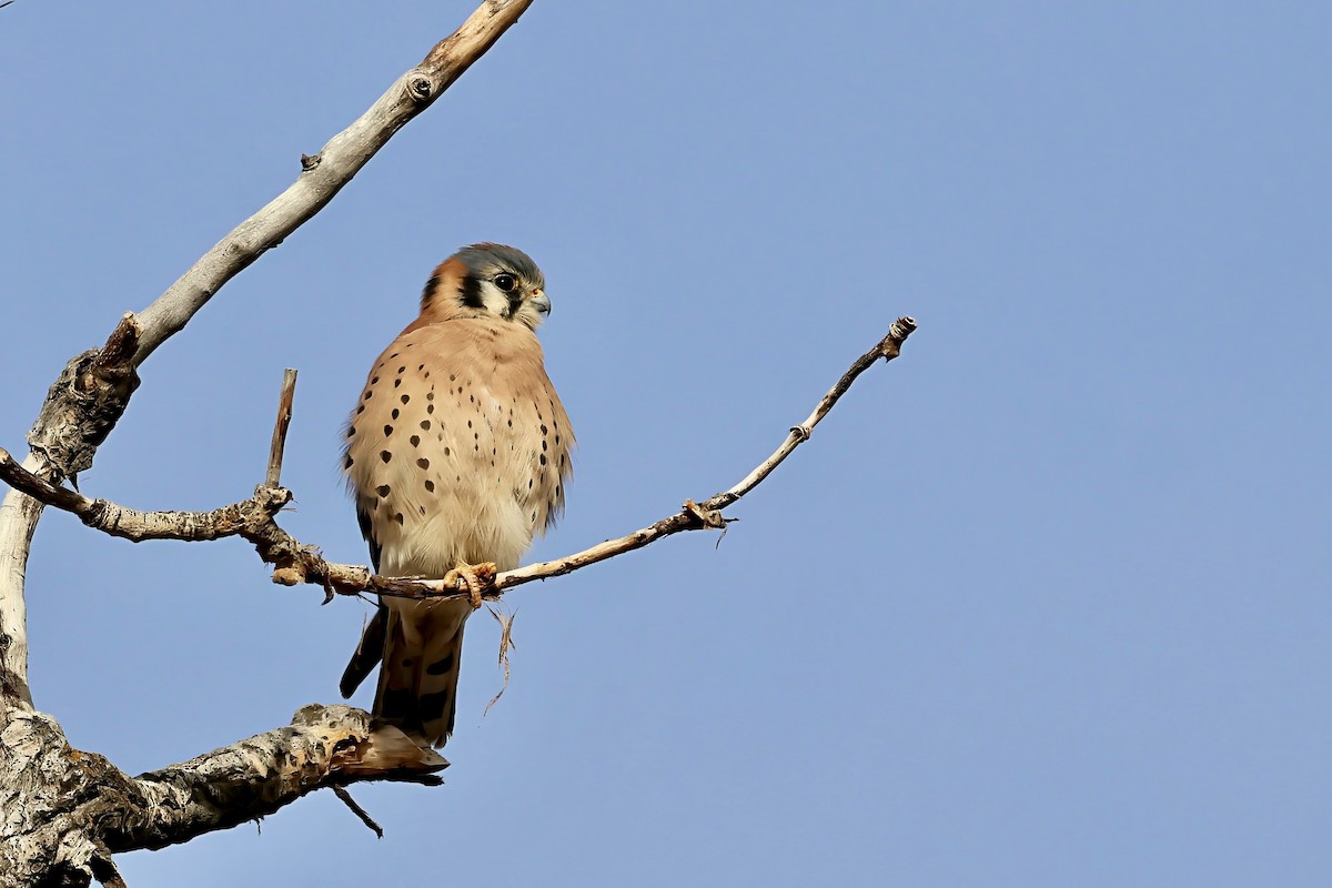 poštolka pestrá - ML645668196