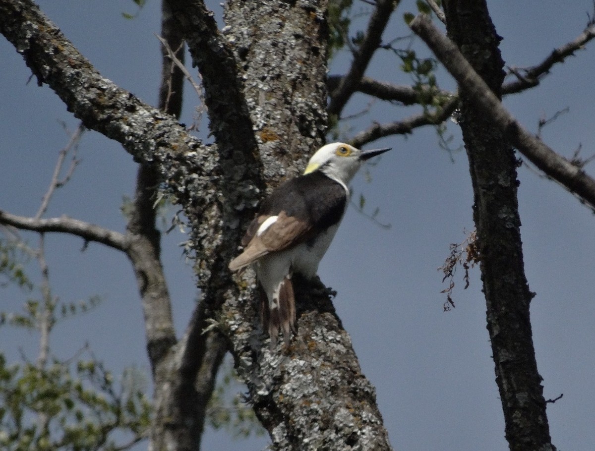 White Woodpecker - ML645668200