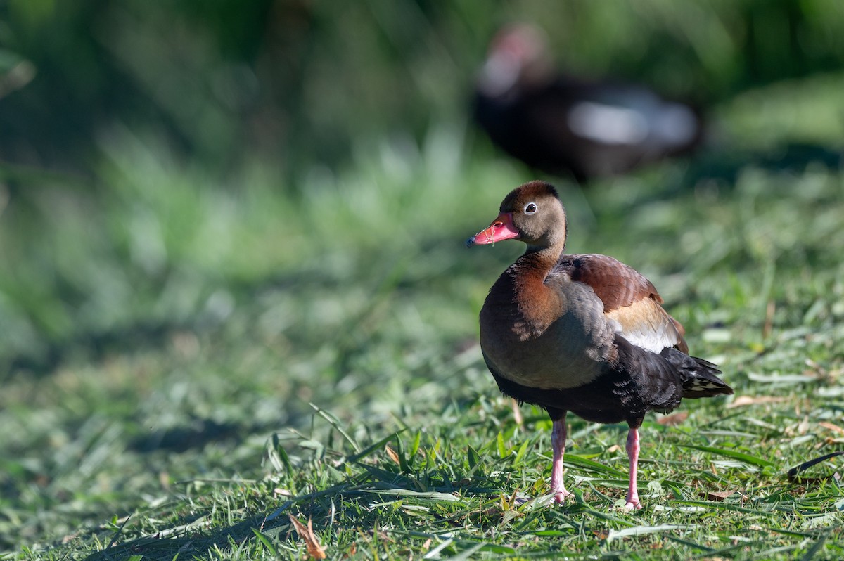 Black-bellied Whistling-Duck - ML645668207