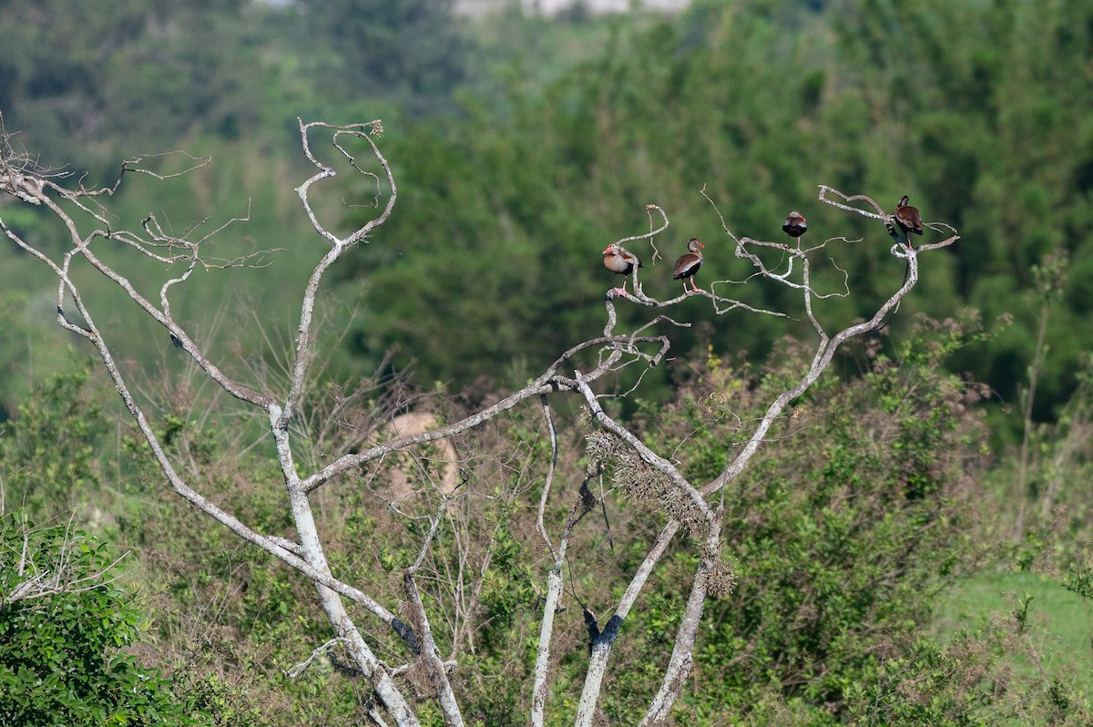 Black-bellied Whistling-Duck - ML645668208