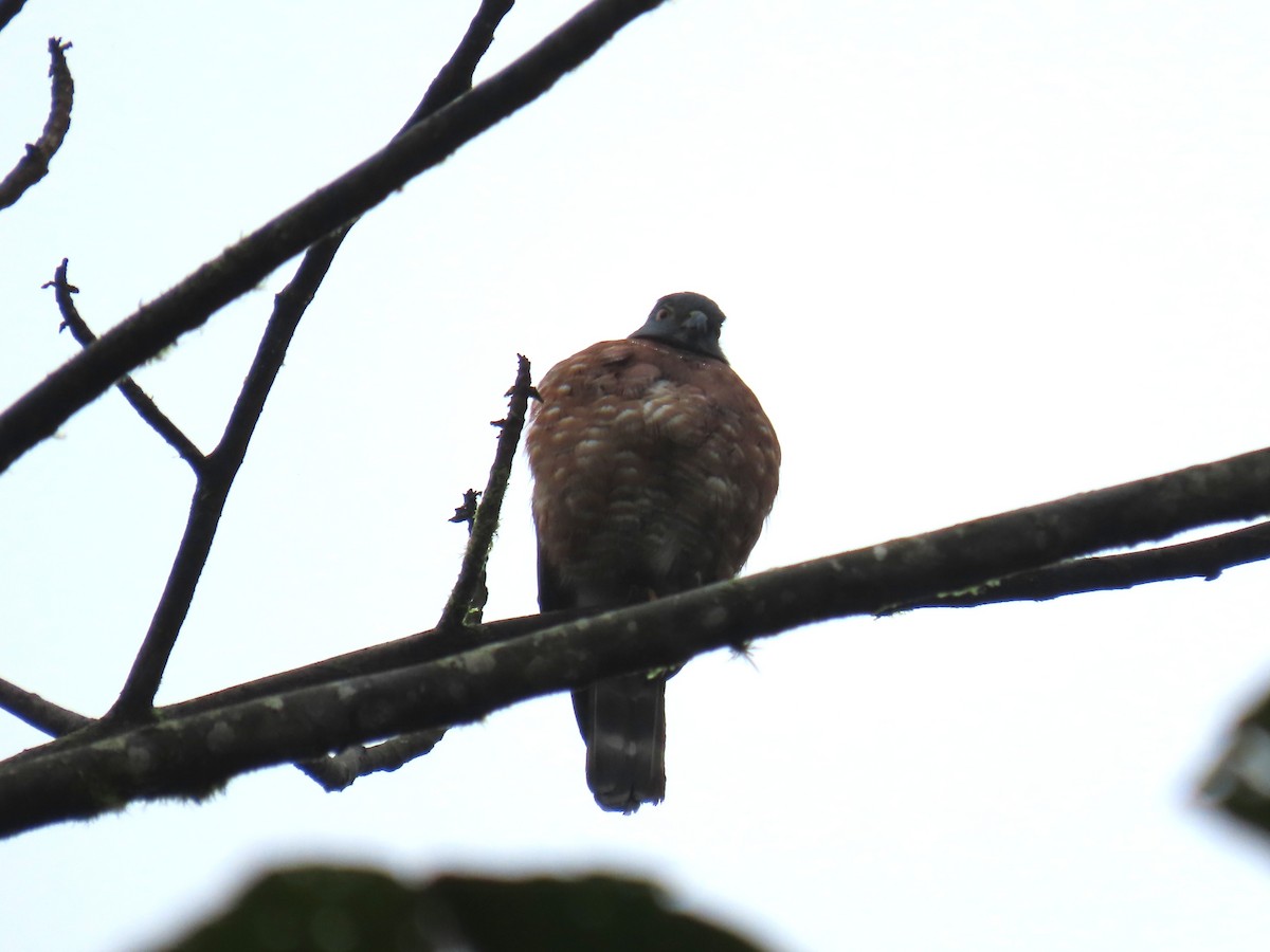 Рыжегрудый зубцеклювый коршун - ML645668219