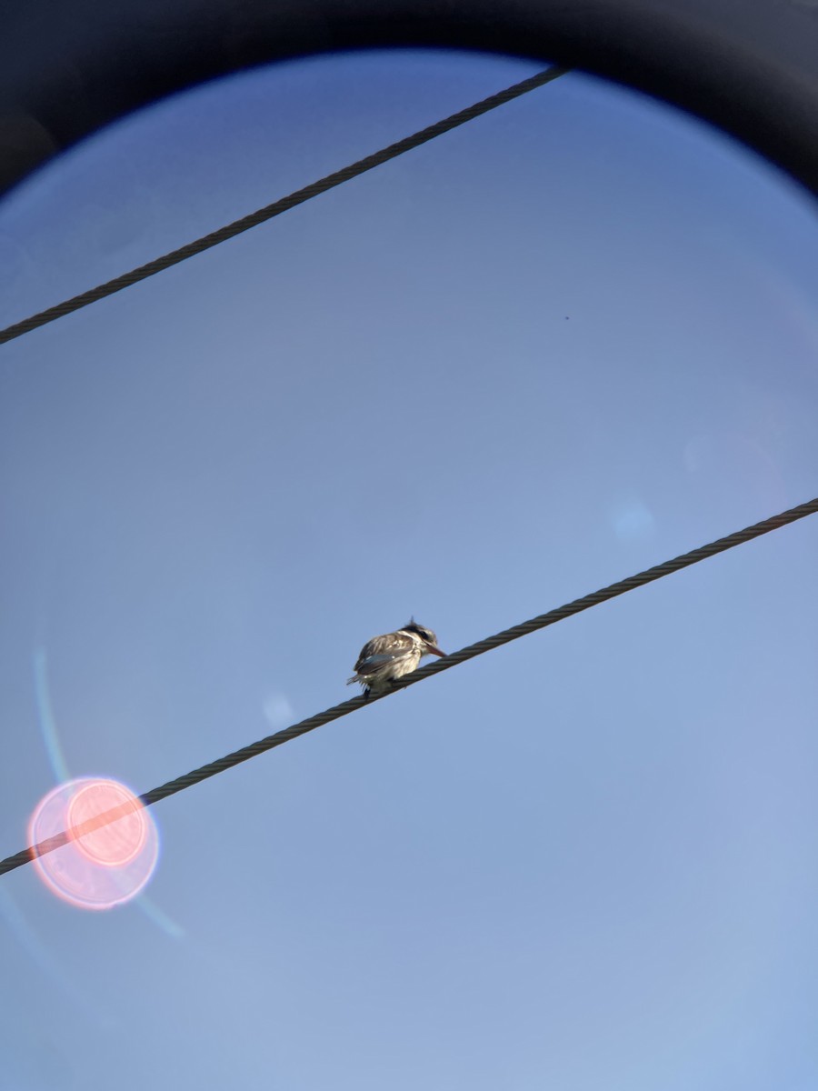 Striped Kingfisher - ML645668221