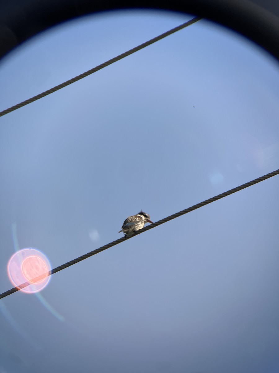 Striped Kingfisher - ML645668222