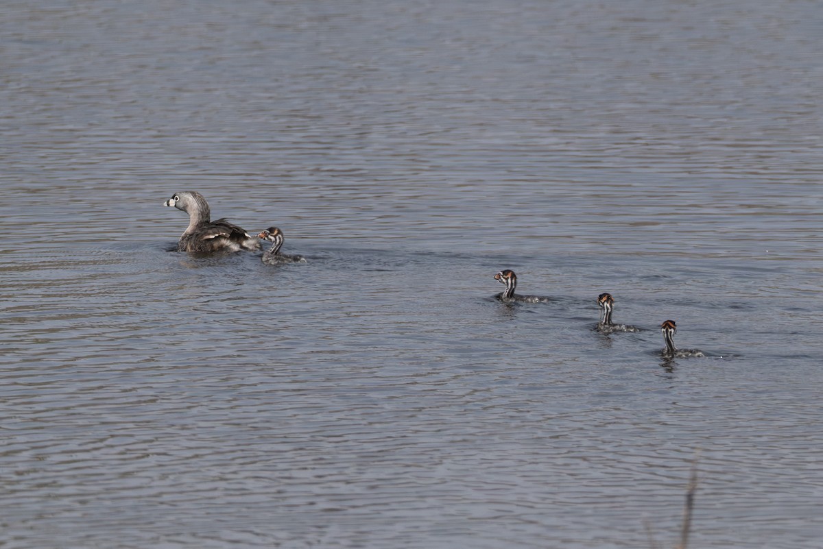 Pied-billed Grebe - ML645668224