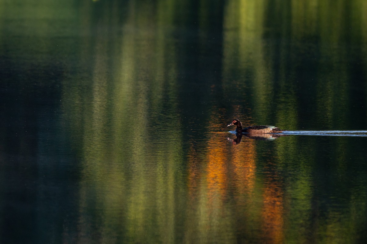 Muscovy Duck (Domestic type) - ML645668225