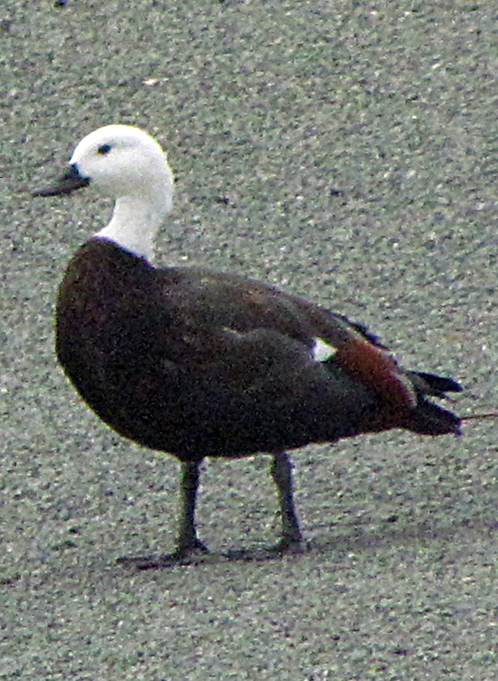 Tarro Maorí - ML645668231