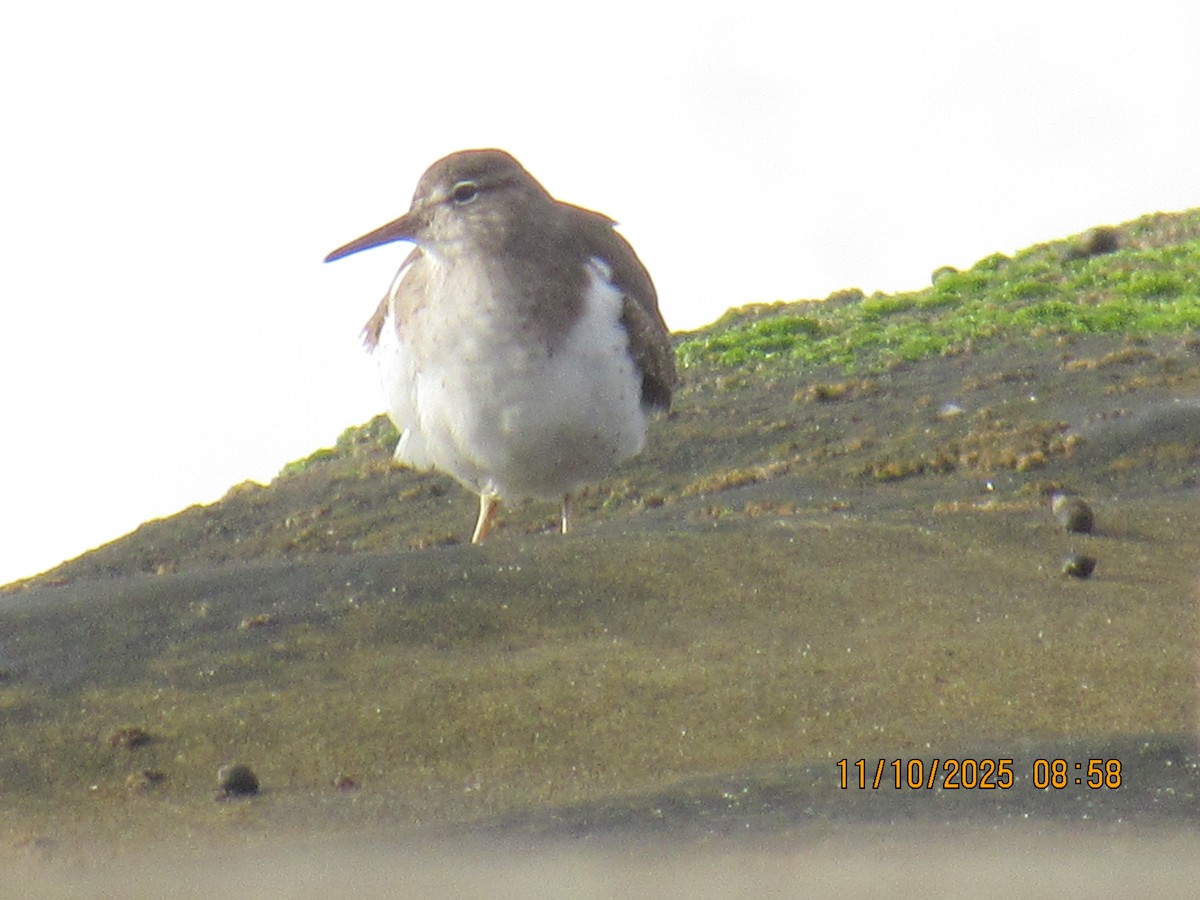 Spotted Sandpiper - ML645668232