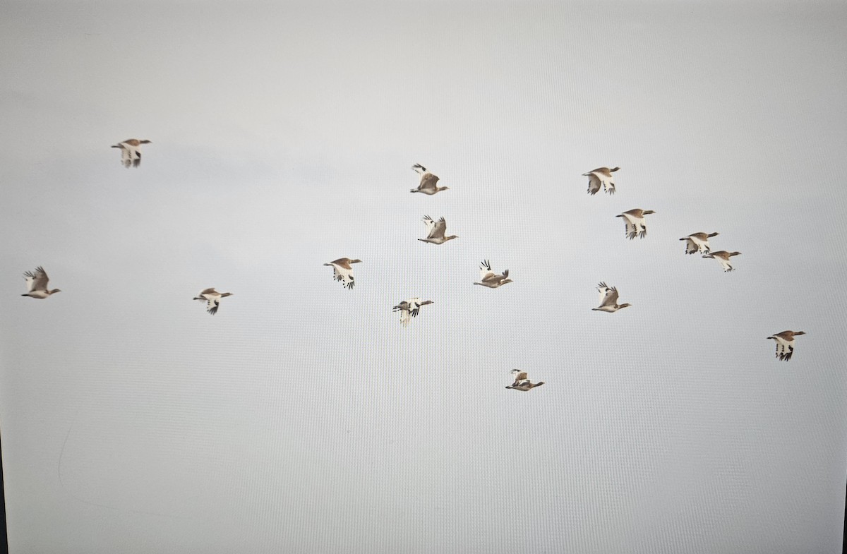 Little Bustard - ML645668234