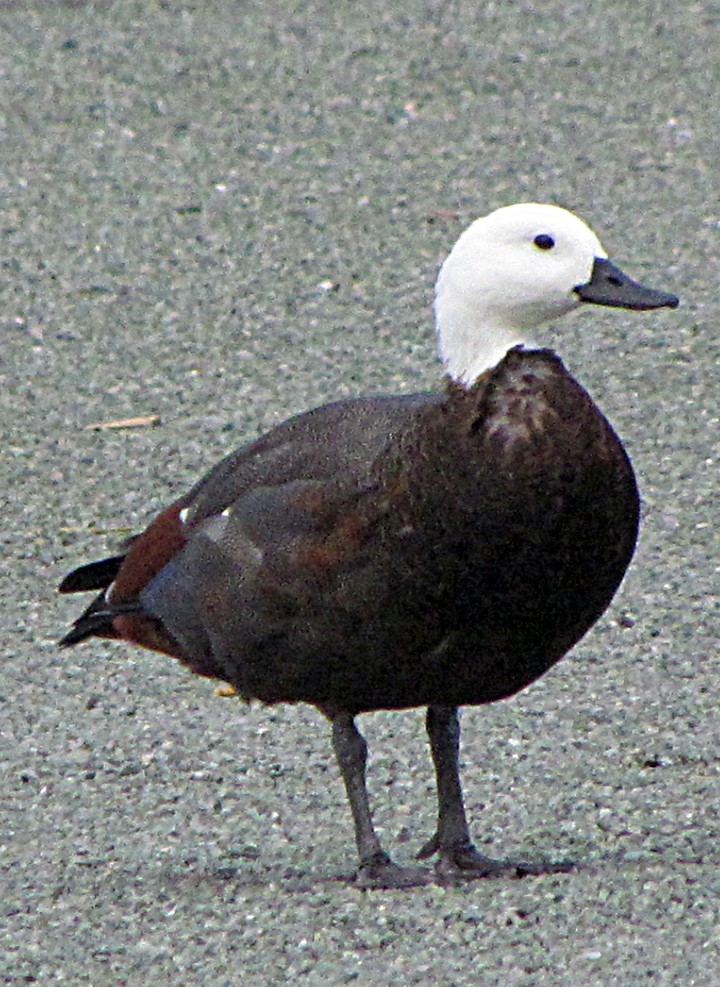 Tarro Maorí - ML645668237