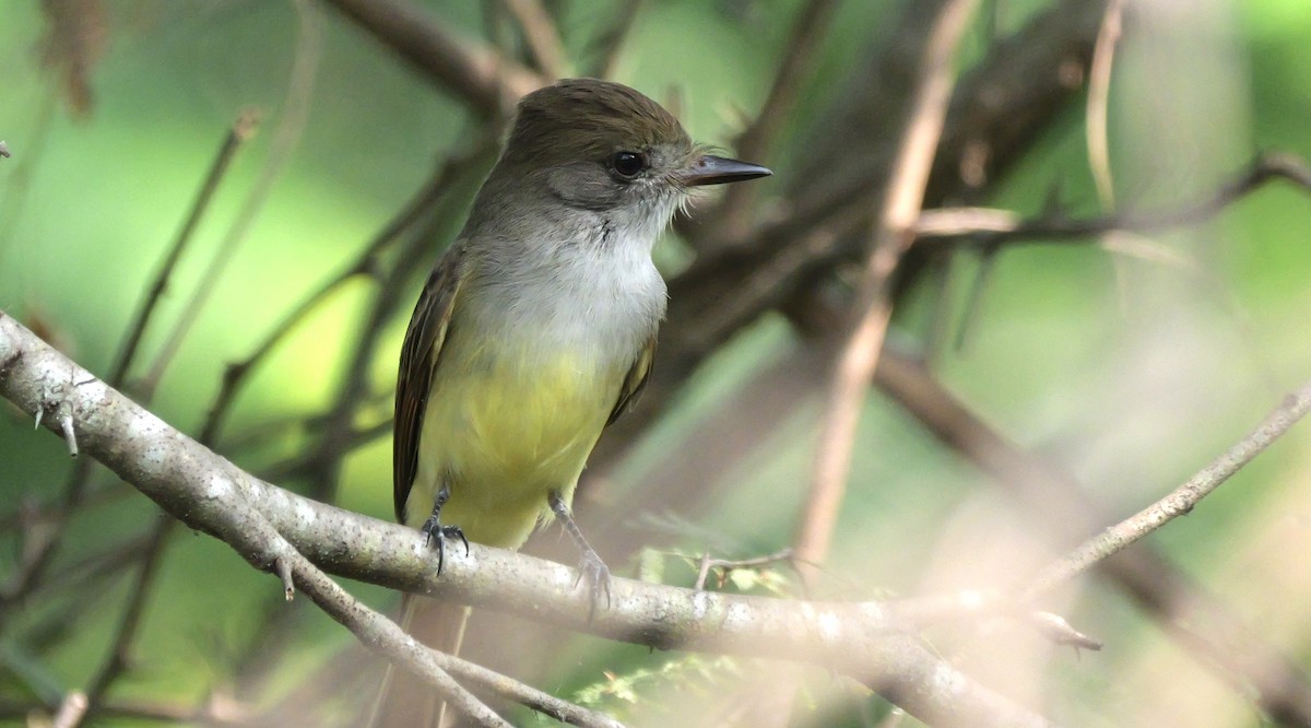 Dusky-capped Flycatcher - ML645668238