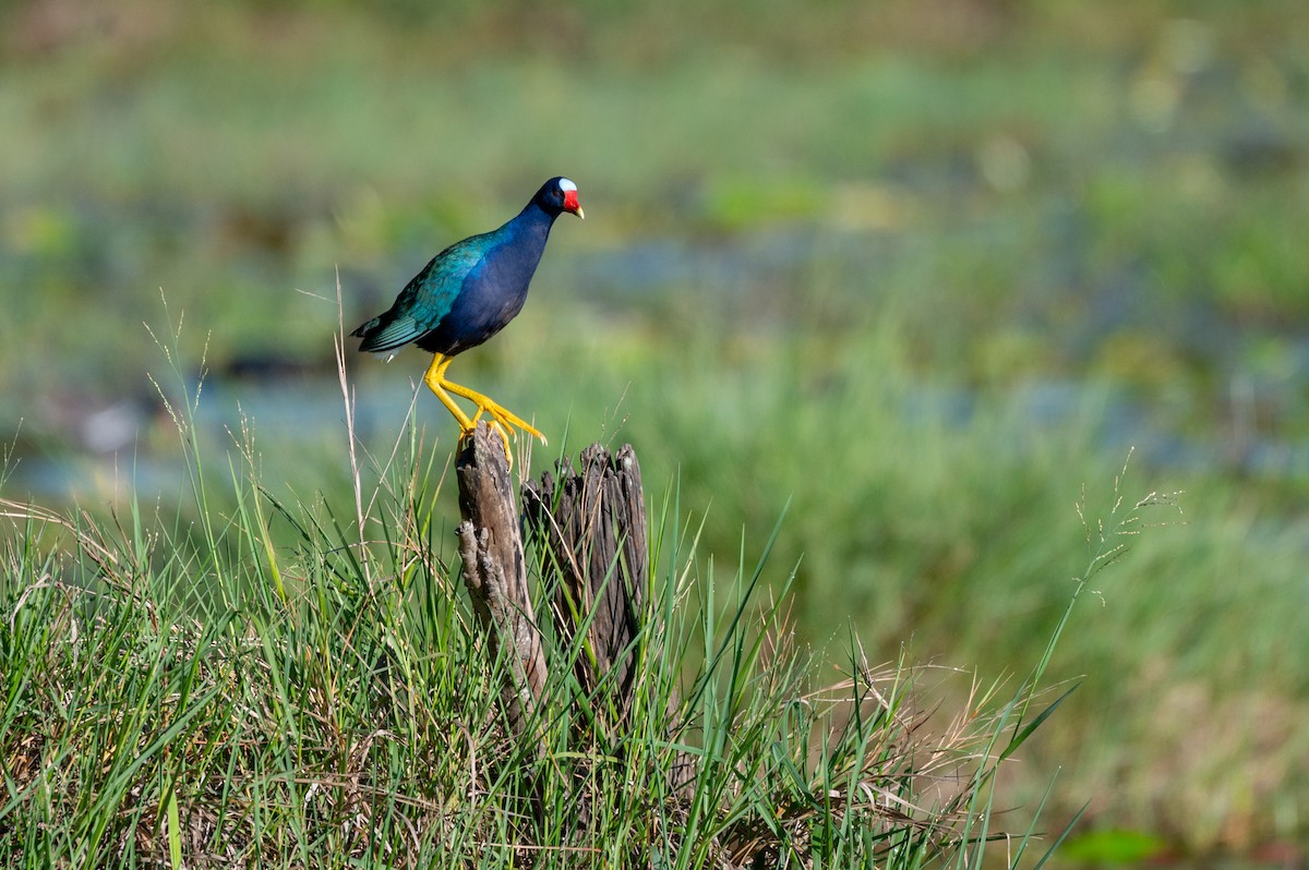 Purple Gallinule - ML645668239