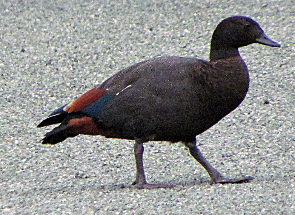 Tarro Maorí - ML645668244